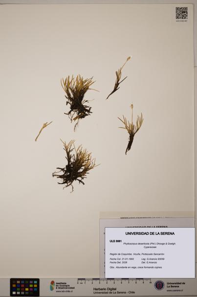 Phylloscirpus deserticola [Espécimen: ULS:ULS:0003081]