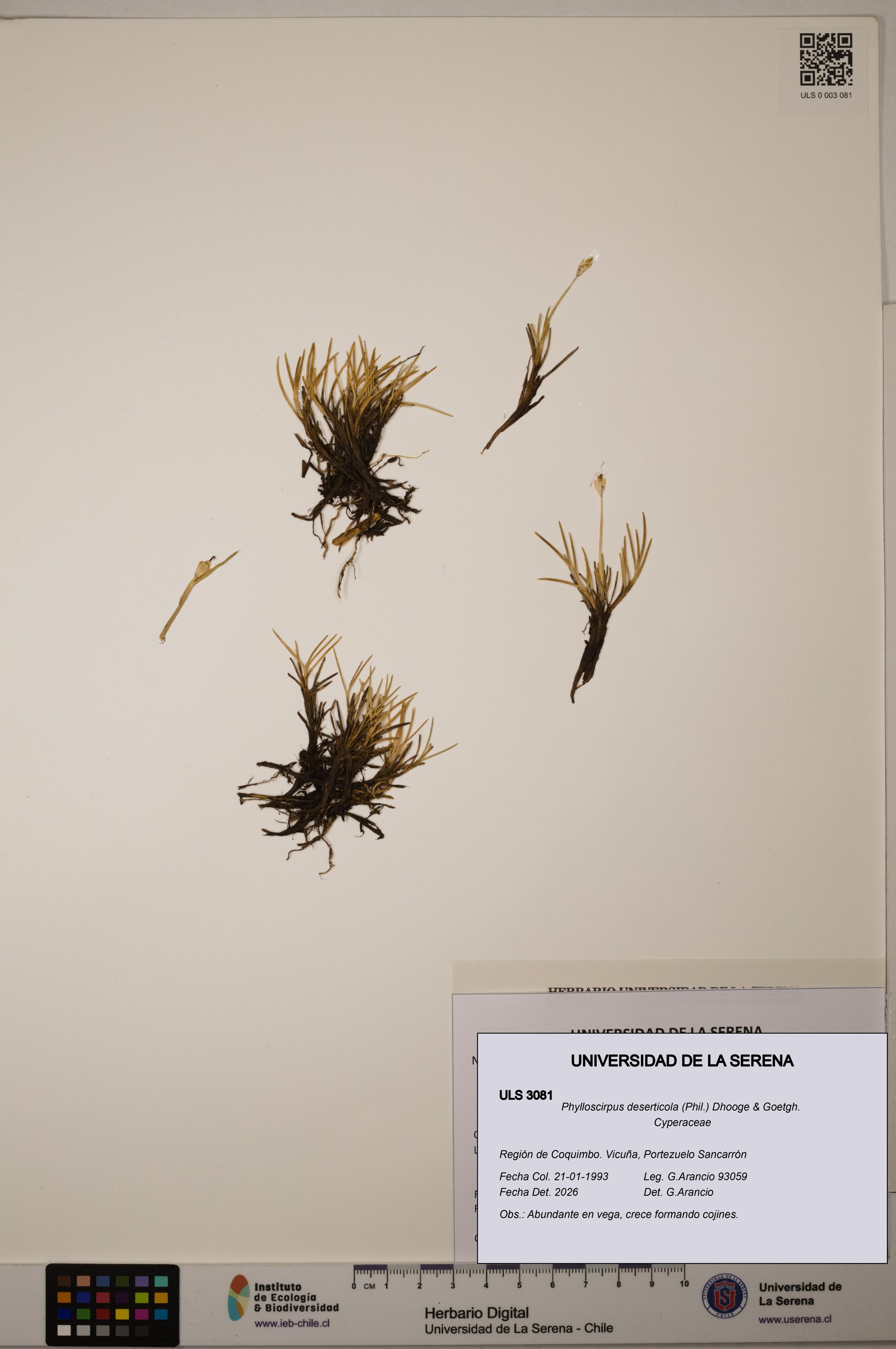 Phylloscirpus deserticola [Espécimen: ULS:ULS:0003081]
