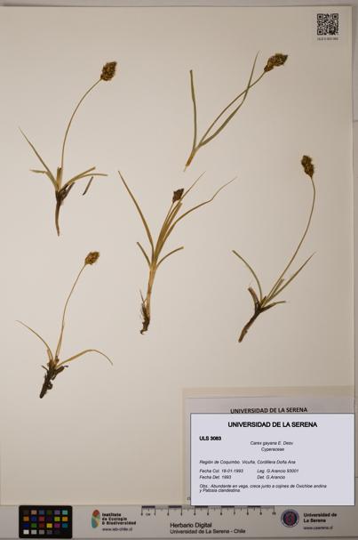 Carex gayana [Espécimen: ULS:ULS:0003083]