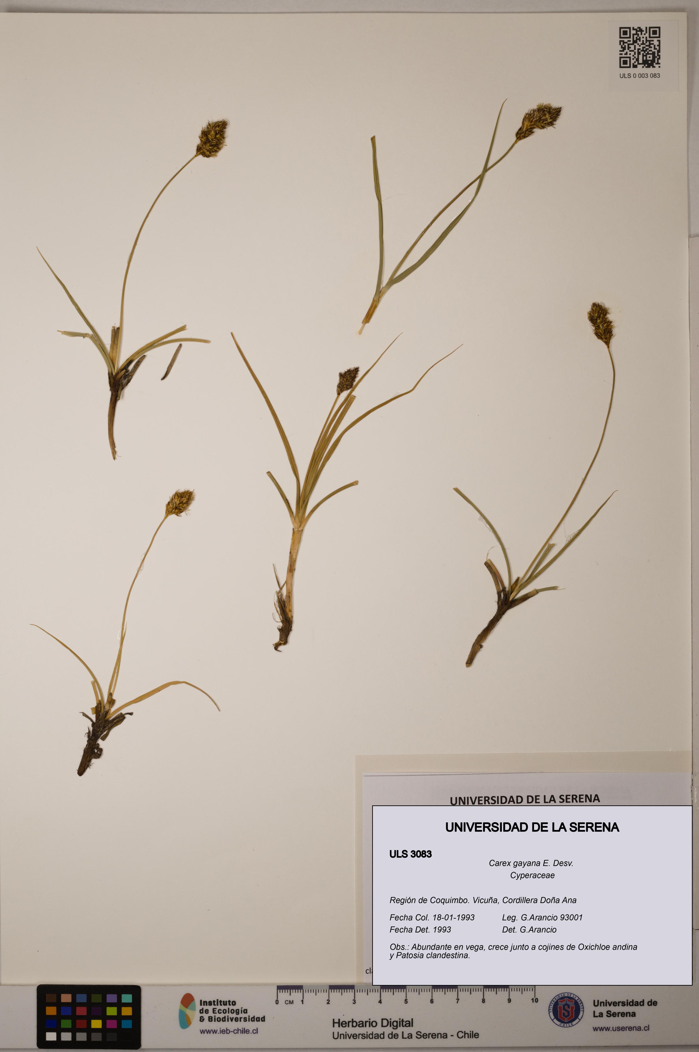 Carex gayana [Espécimen: ULS:ULS:0003083]