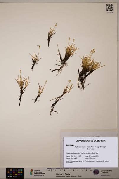 Phylloscirpus deserticola [Espécimen: ULS:ULS:0003084]
