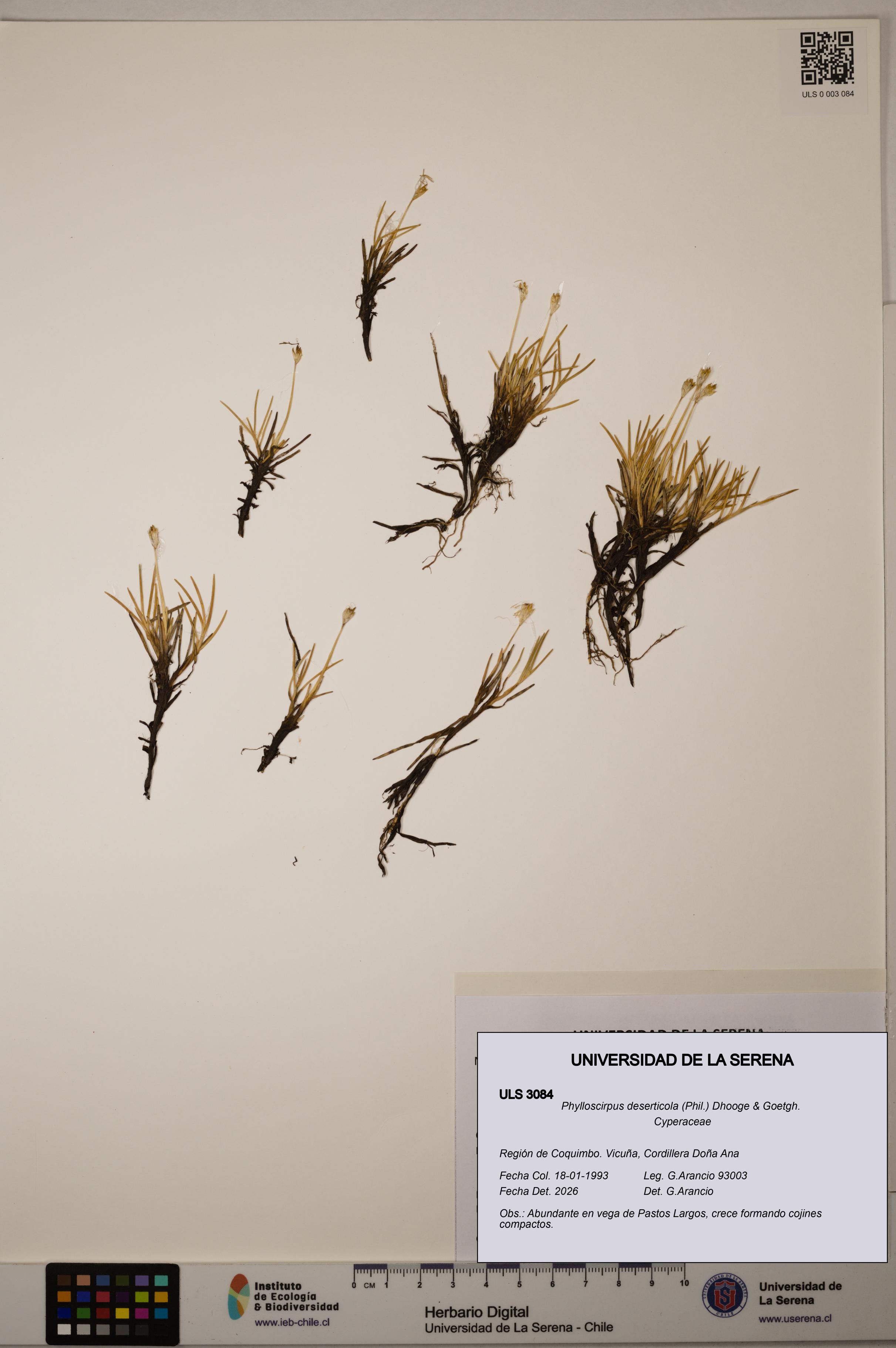 Phylloscirpus deserticola [Espécimen: ULS:ULS:0003084]
