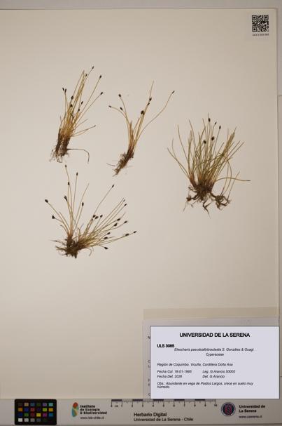 Eleocharis pseudoalbibracteata [Espécimen: ULS:ULS:0003085]