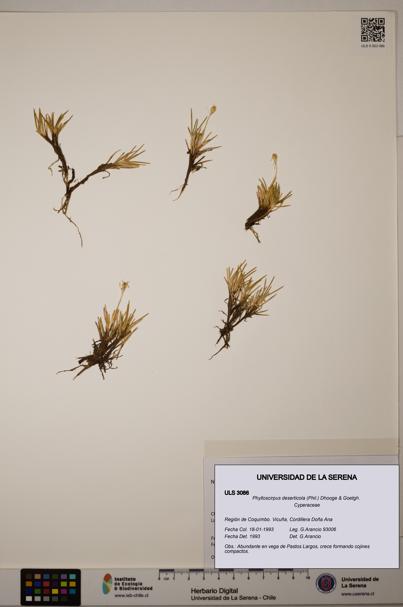 Phylloscirpus deserticola [Espécimen: ULS:ULS:0003086]