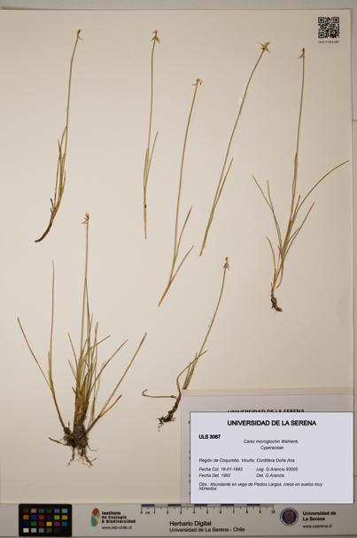 Carex microglochin [Espécimen: ULS:ULS:0003087]