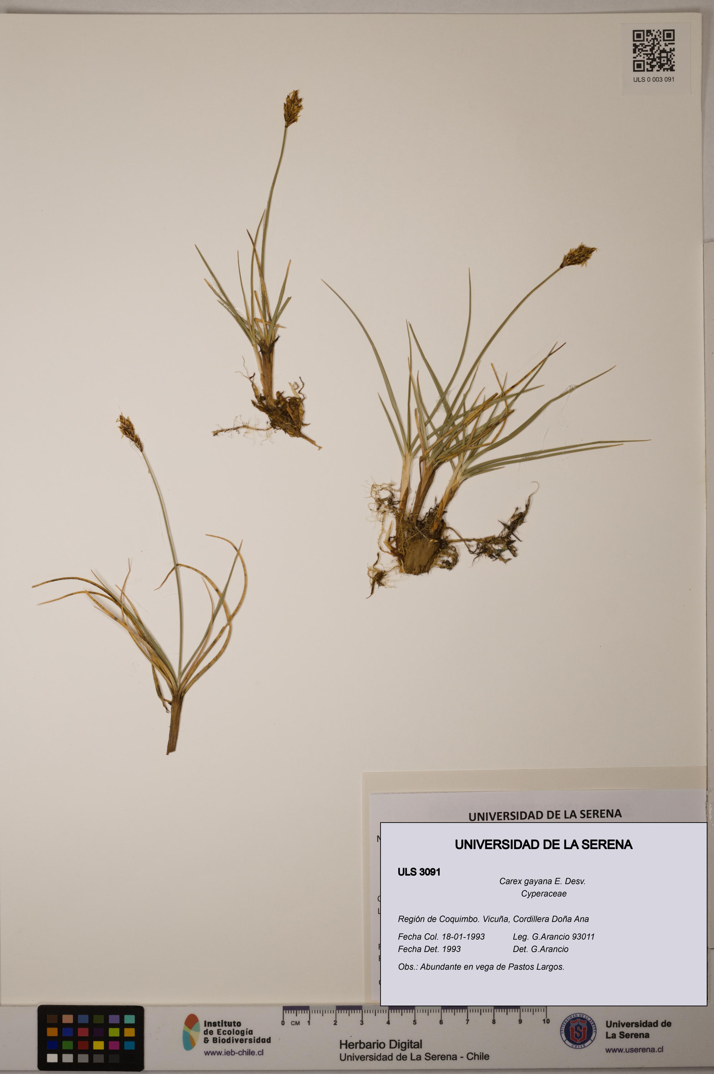 Carex gayana [Espécimen: ULS:ULS:0003091]