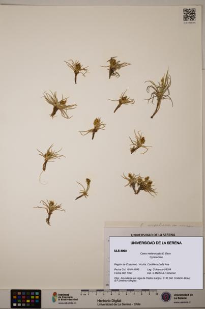 Carex melanocystis [Espécimen: ULS:ULS:0003093]