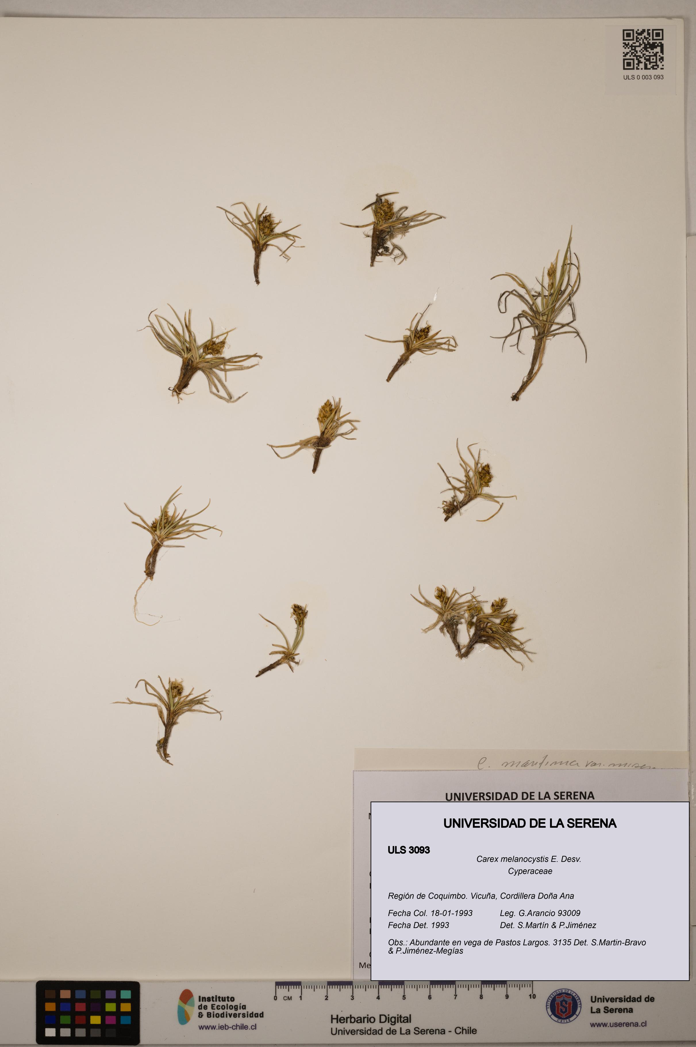 Carex melanocystis [Espécimen: ULS:ULS:0003093]