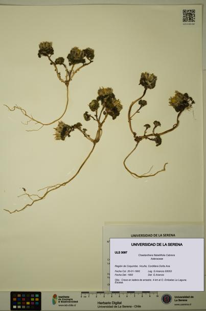 Chaetanthera flabellifolia [Espécimen: ULS:ULS:0003097]