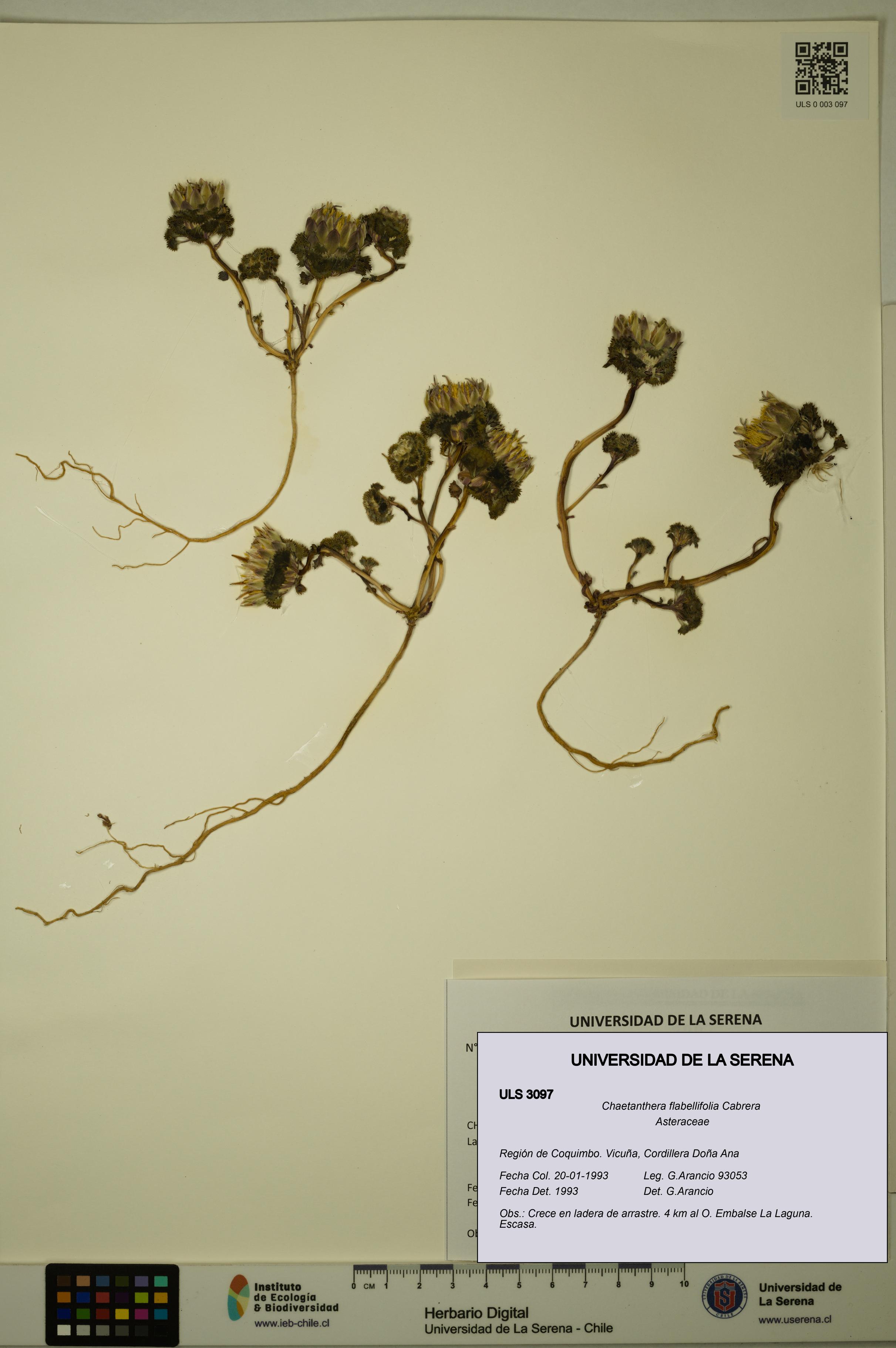 Chaetanthera flabellifolia [Espécimen: ULS:ULS:0003097]