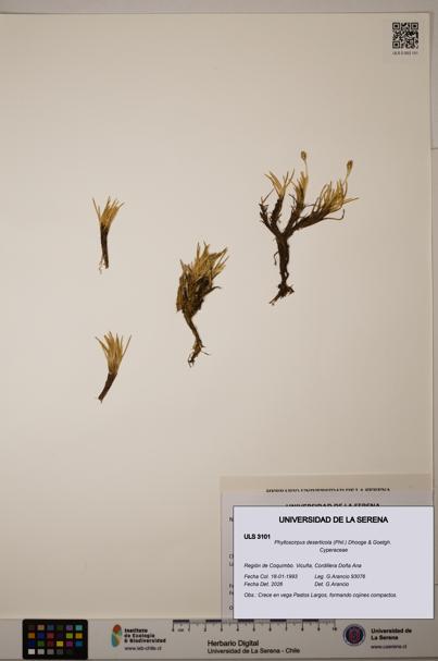 Phylloscirpus deserticola [Espécimen: ULS:ULS:0003101]