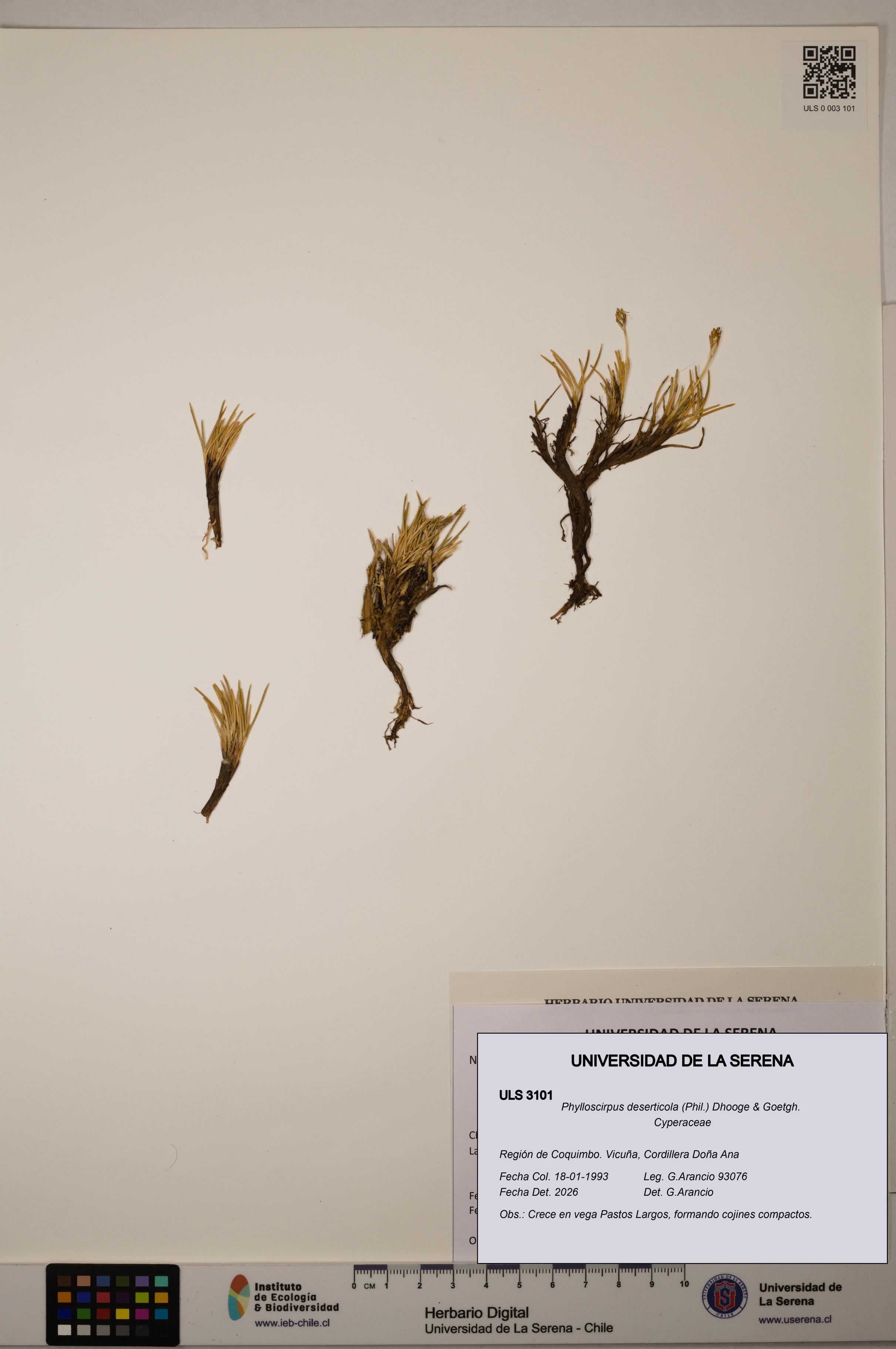 Phylloscirpus deserticola [Espécimen: ULS:ULS:0003101]