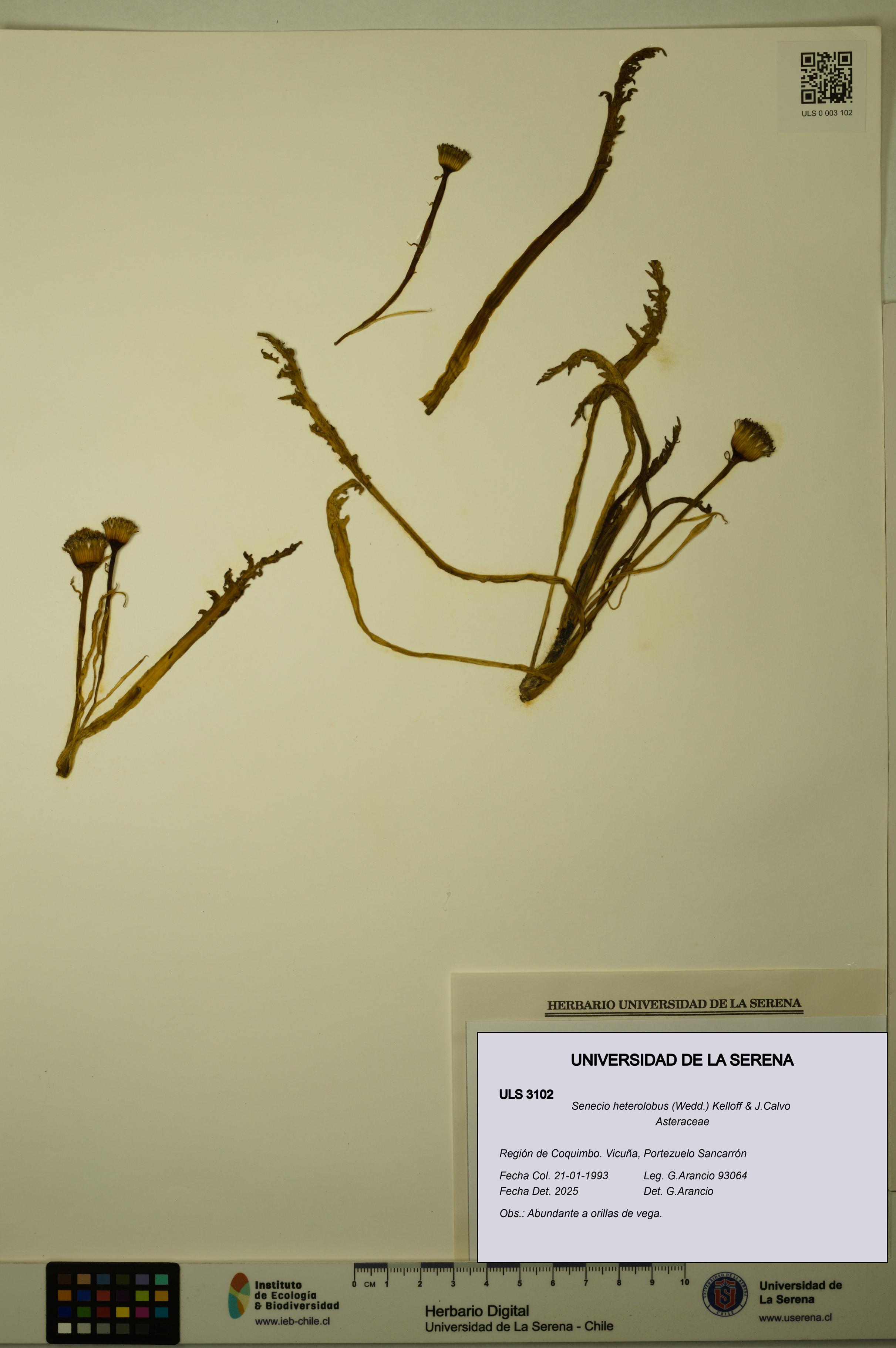 Senecio heterolobus [Espécimen: ULS:ULS:0003102]