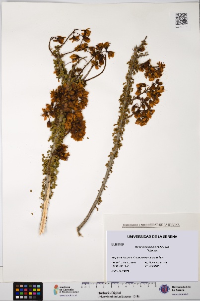 Balsamocarpon brevifolium [Espécimen: ULS:ULS:0003103]