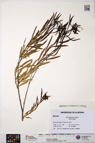 Skytanthus acutus [Espécimen: ULS:ULS:0003120]