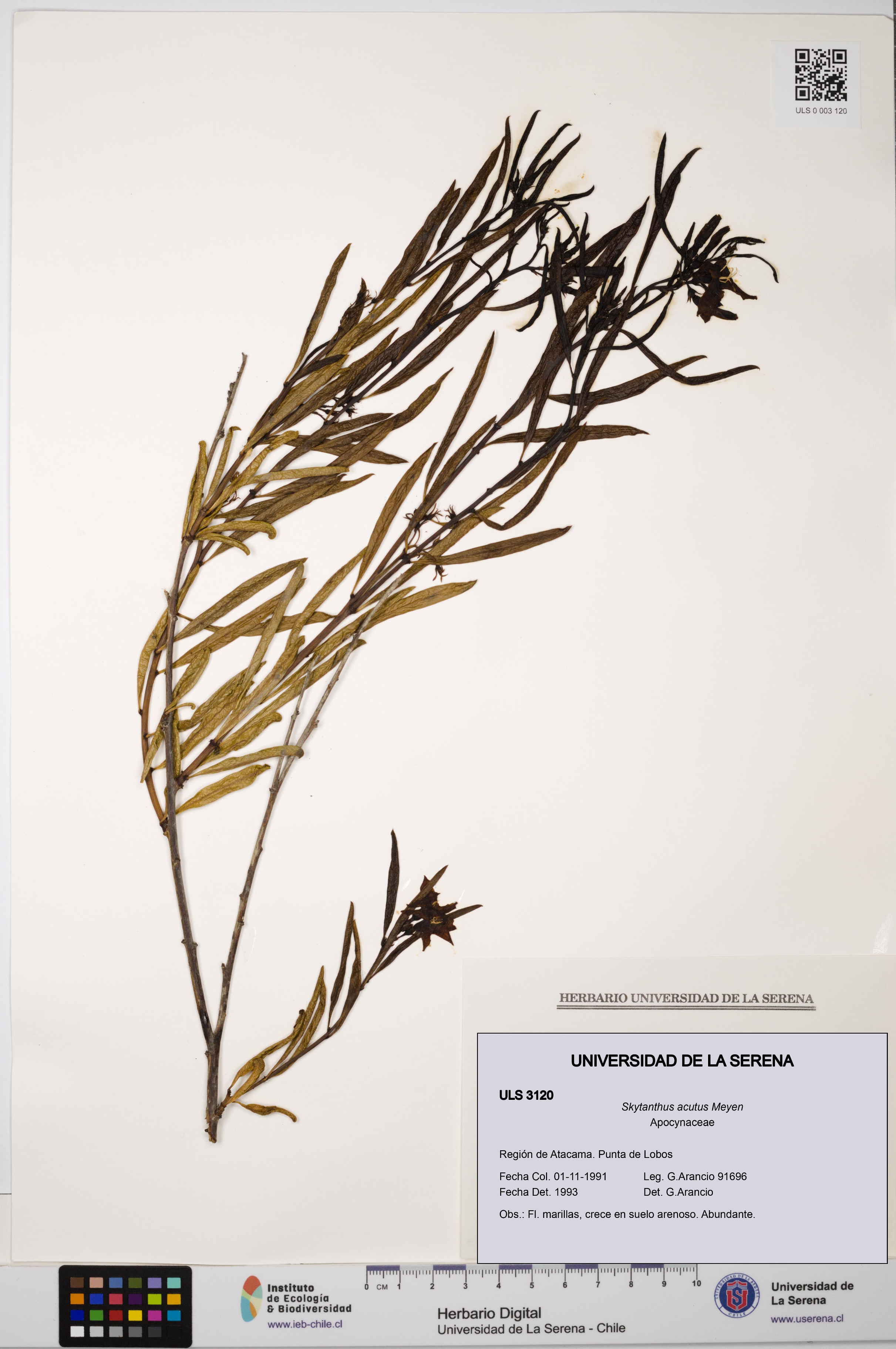 Skytanthus acutus [Espécimen: ULS:ULS:0003120]