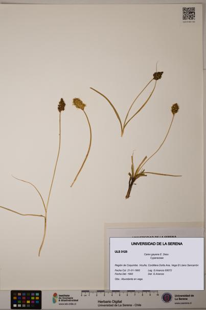 Carex gayana [Espécimen: ULS:ULS:0003123]