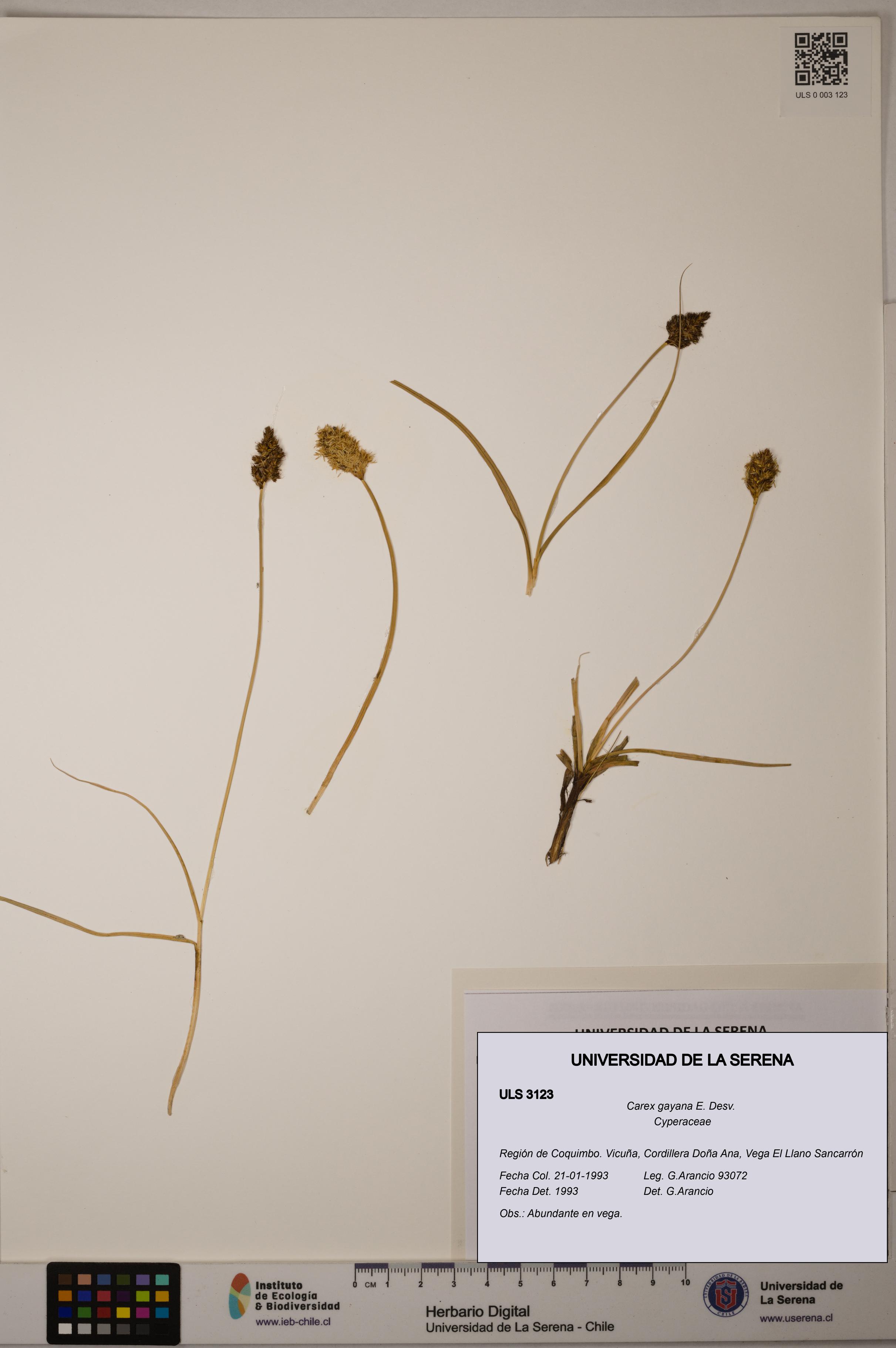 Carex gayana [Espécimen: ULS:ULS:0003123]