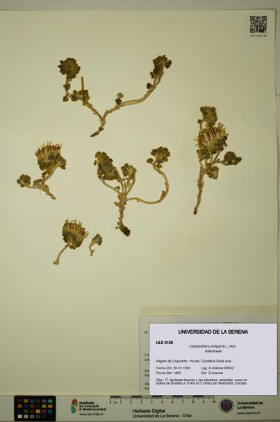 Chaetanthera philippii [Espécimen: ULS:ULS:0003125]