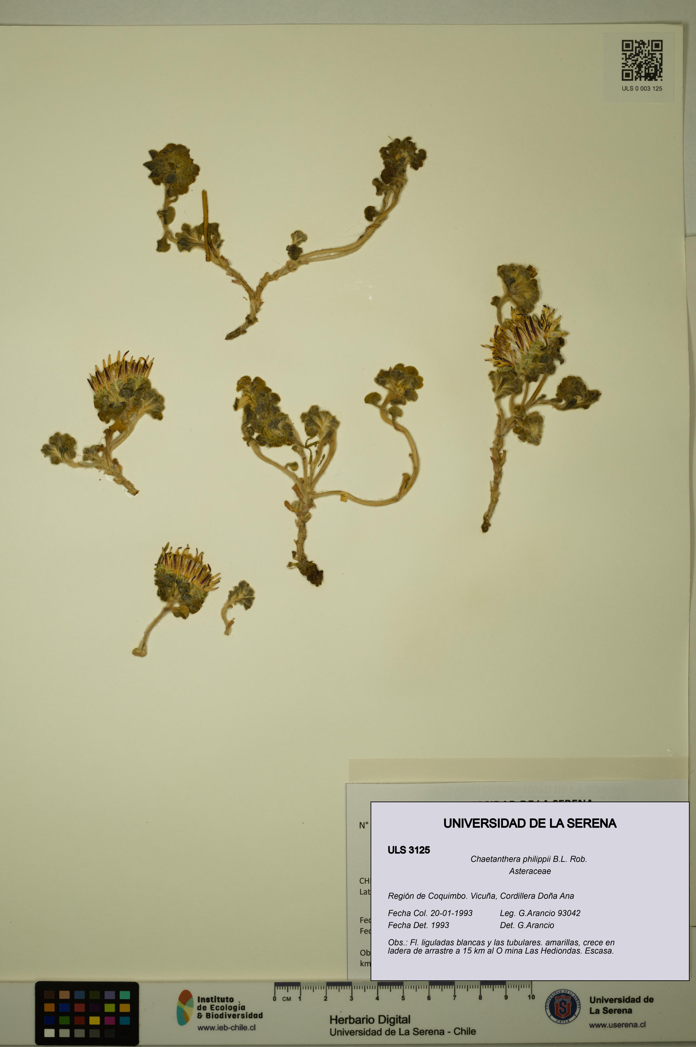 Chaetanthera philippii [Espécimen: ULS:ULS:0003125]