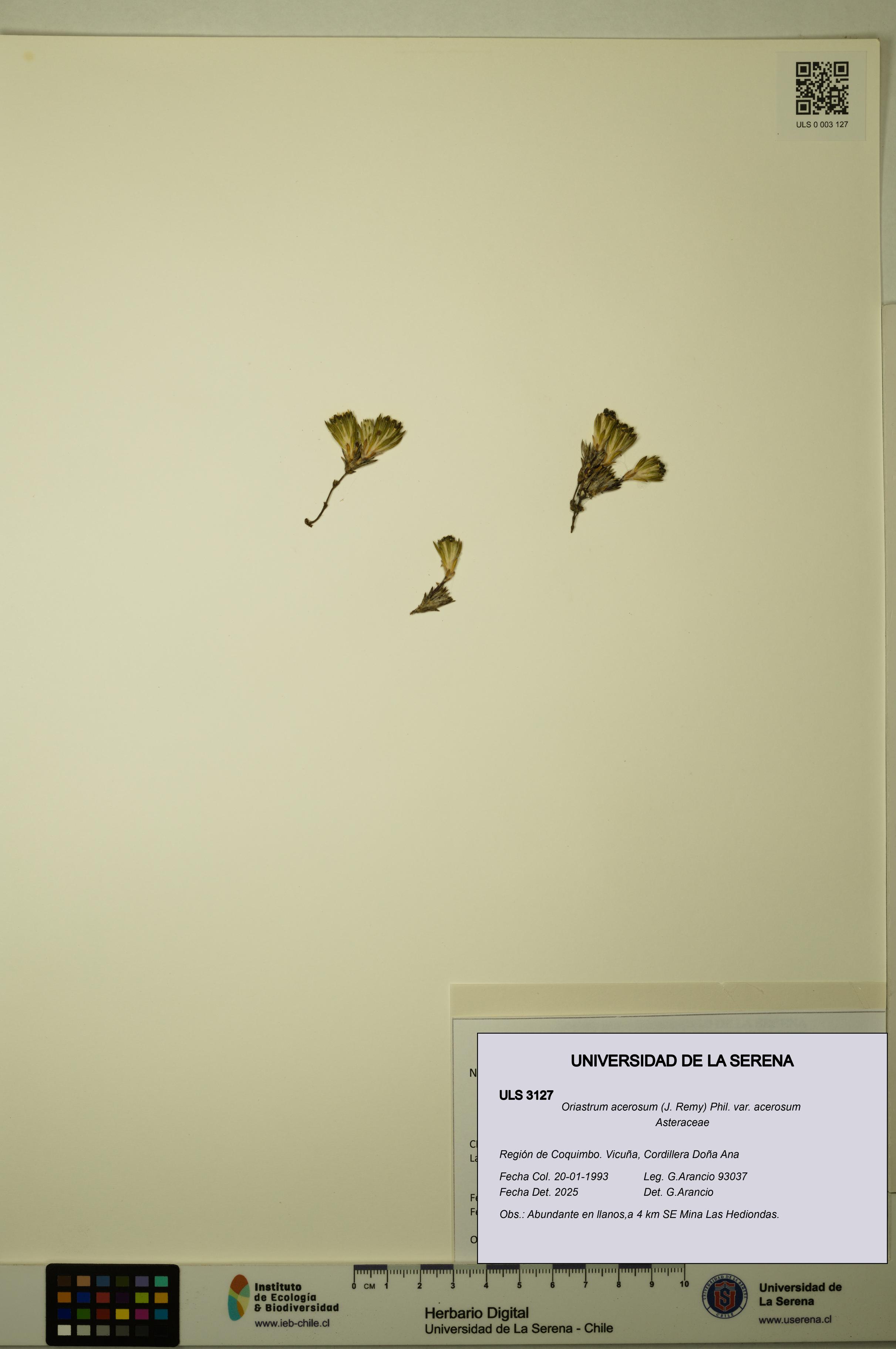 Oriastrum acerosum var. acerosum [Espécimen: ULS:ULS:0003127]