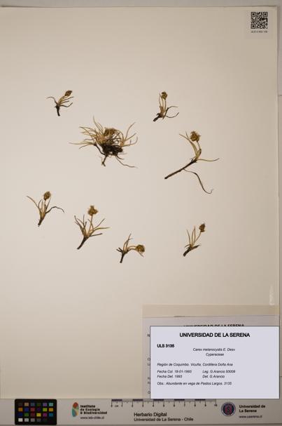 Carex melanocystis [Espécimen: ULS:ULS:0003135]