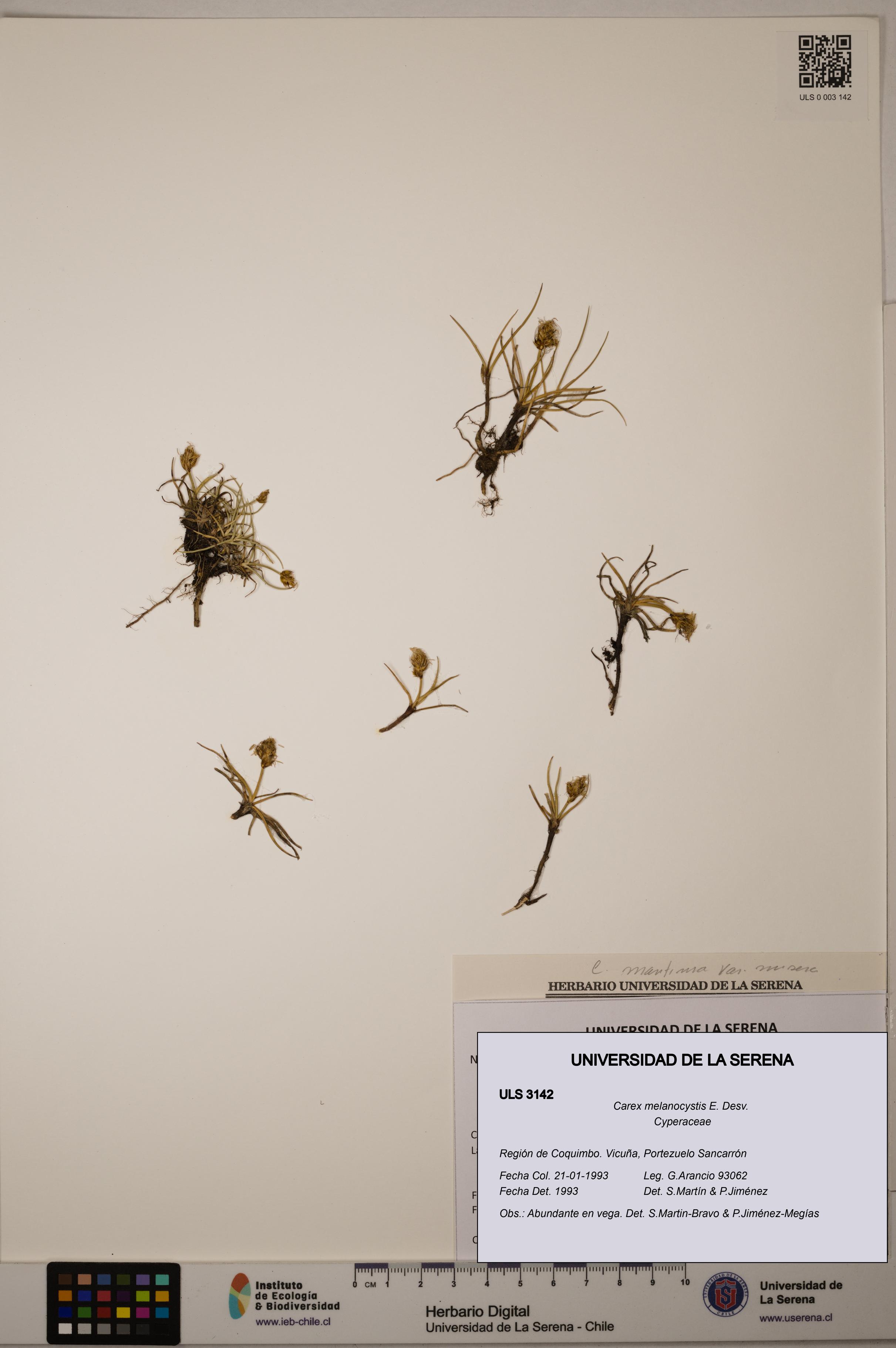 Carex melanocystis [Espécimen: ULS:ULS:0003142]