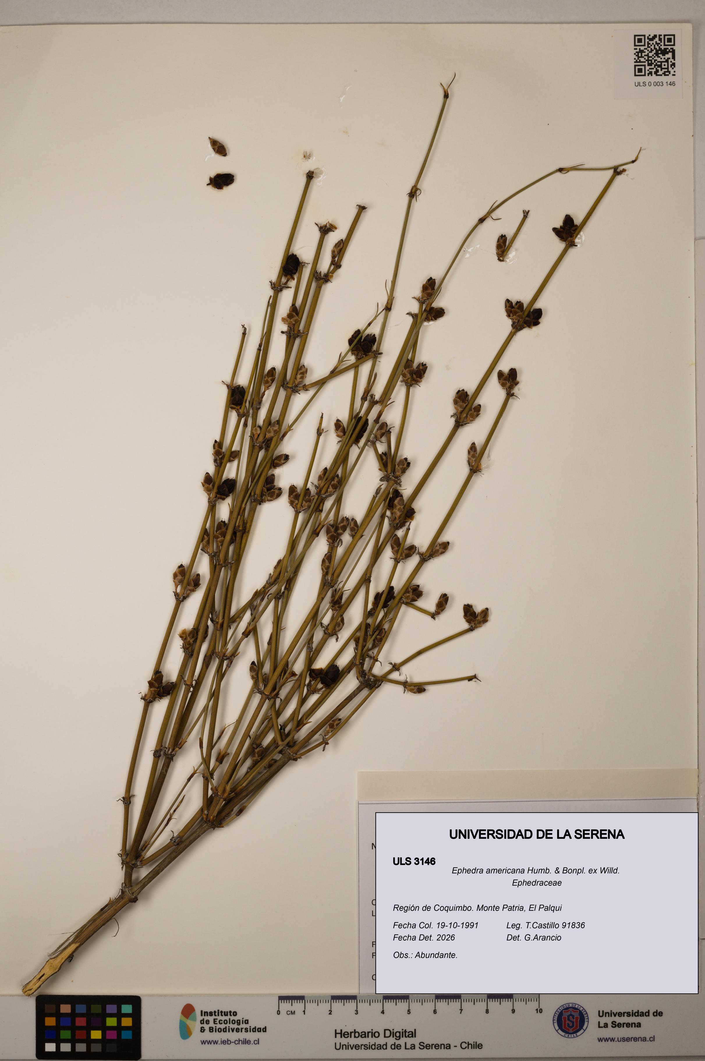 Ephedra americana [Espécimen: ULS:ULS:0003146]