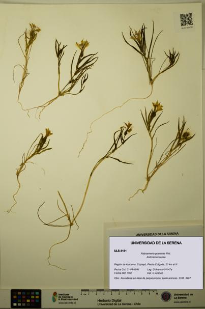 Alstroemeria graminea [Espécimen: ULS:ULS:0003151]