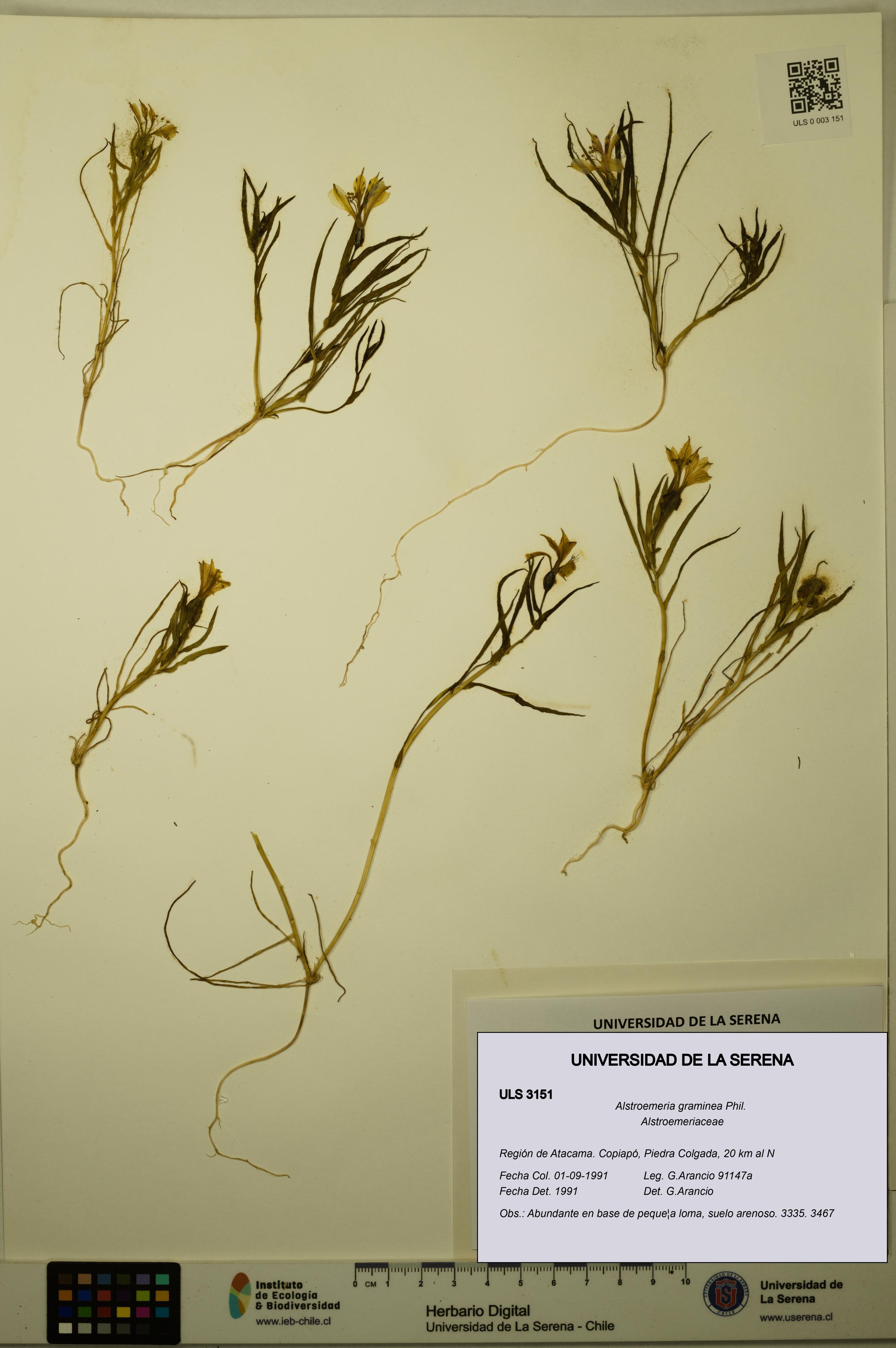 Alstroemeria graminea [Espécimen: ULS:ULS:0003151]