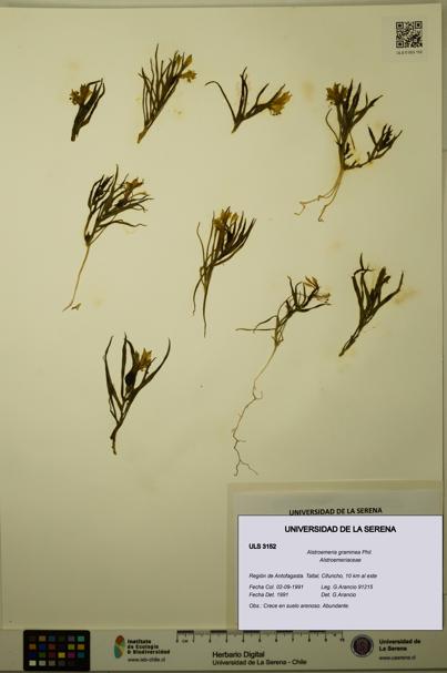 Alstroemeria graminea [Espécimen: ULS:ULS:0003152]