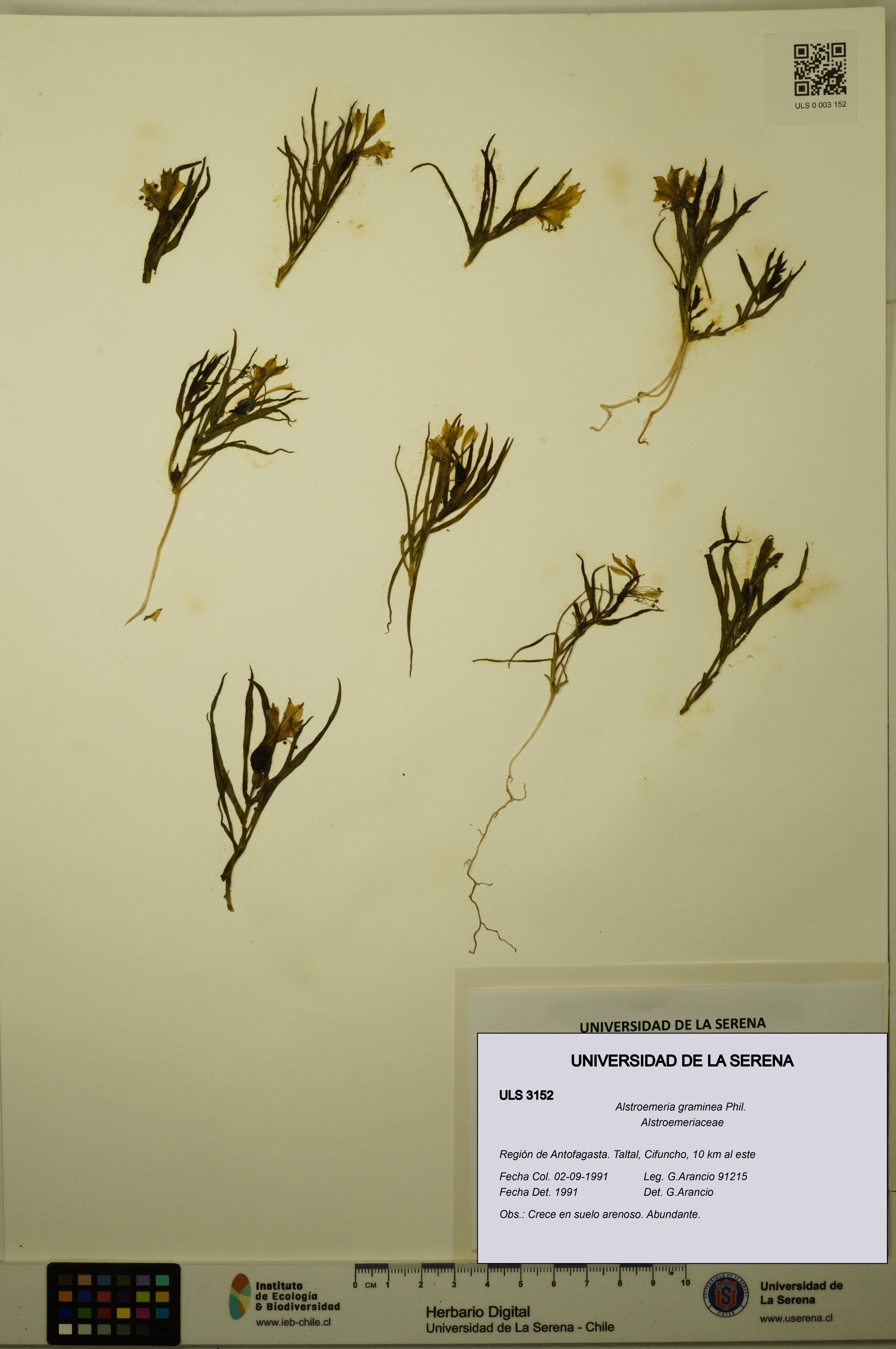 Alstroemeria graminea [Espécimen: ULS:ULS:0003152]