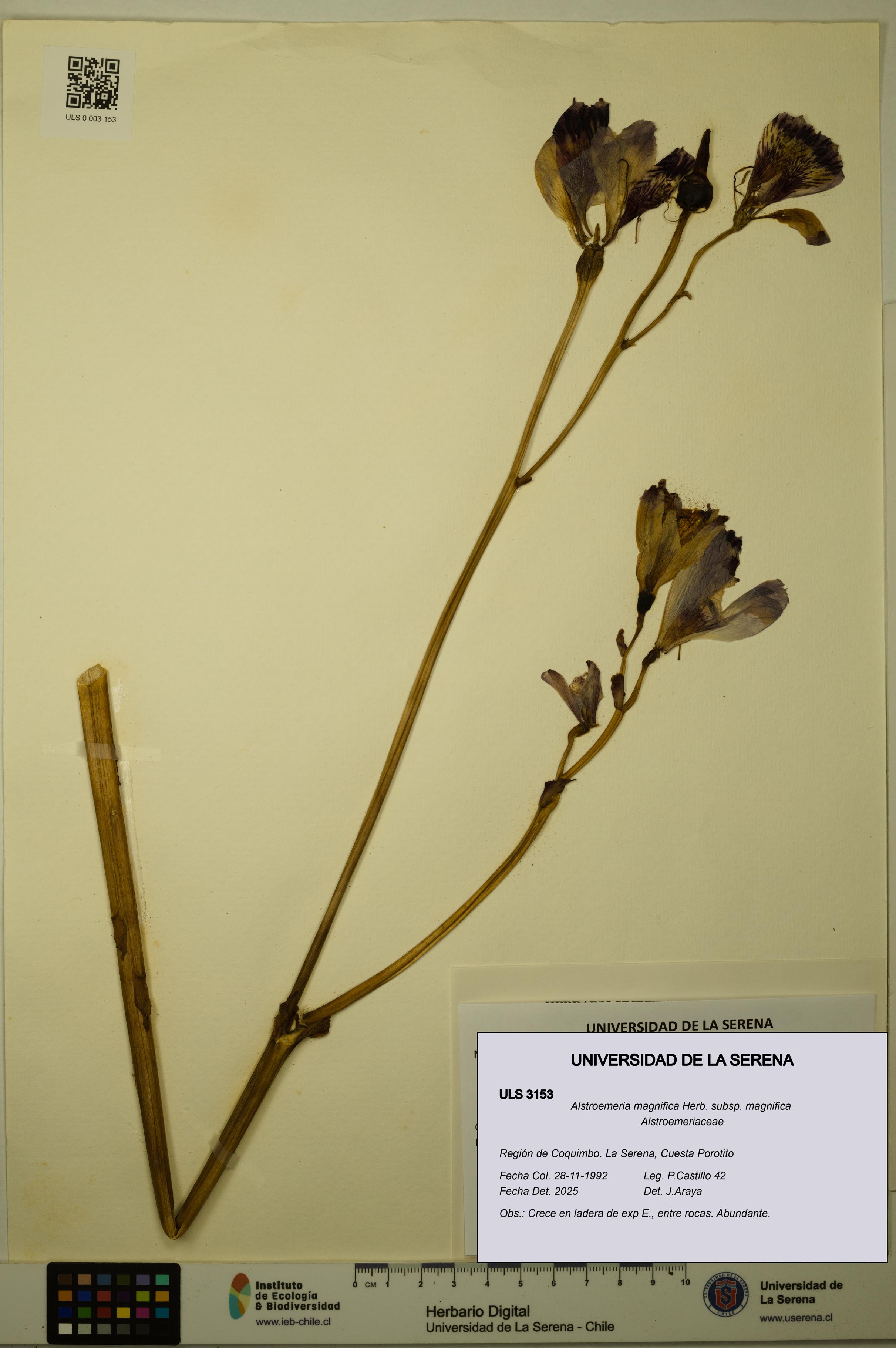 Alstroemeria magnifica [Espécimen: ULS:ULS:0003153]