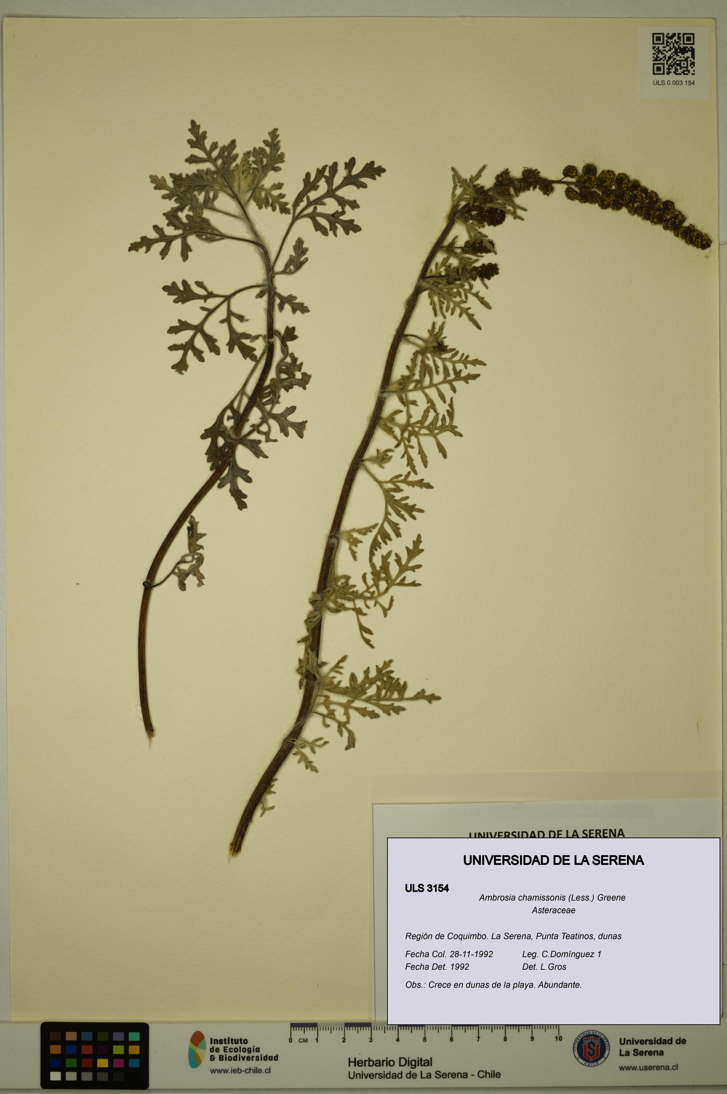 Ambrosia chamissonis [Espécimen: ULS:ULS:0003154]
