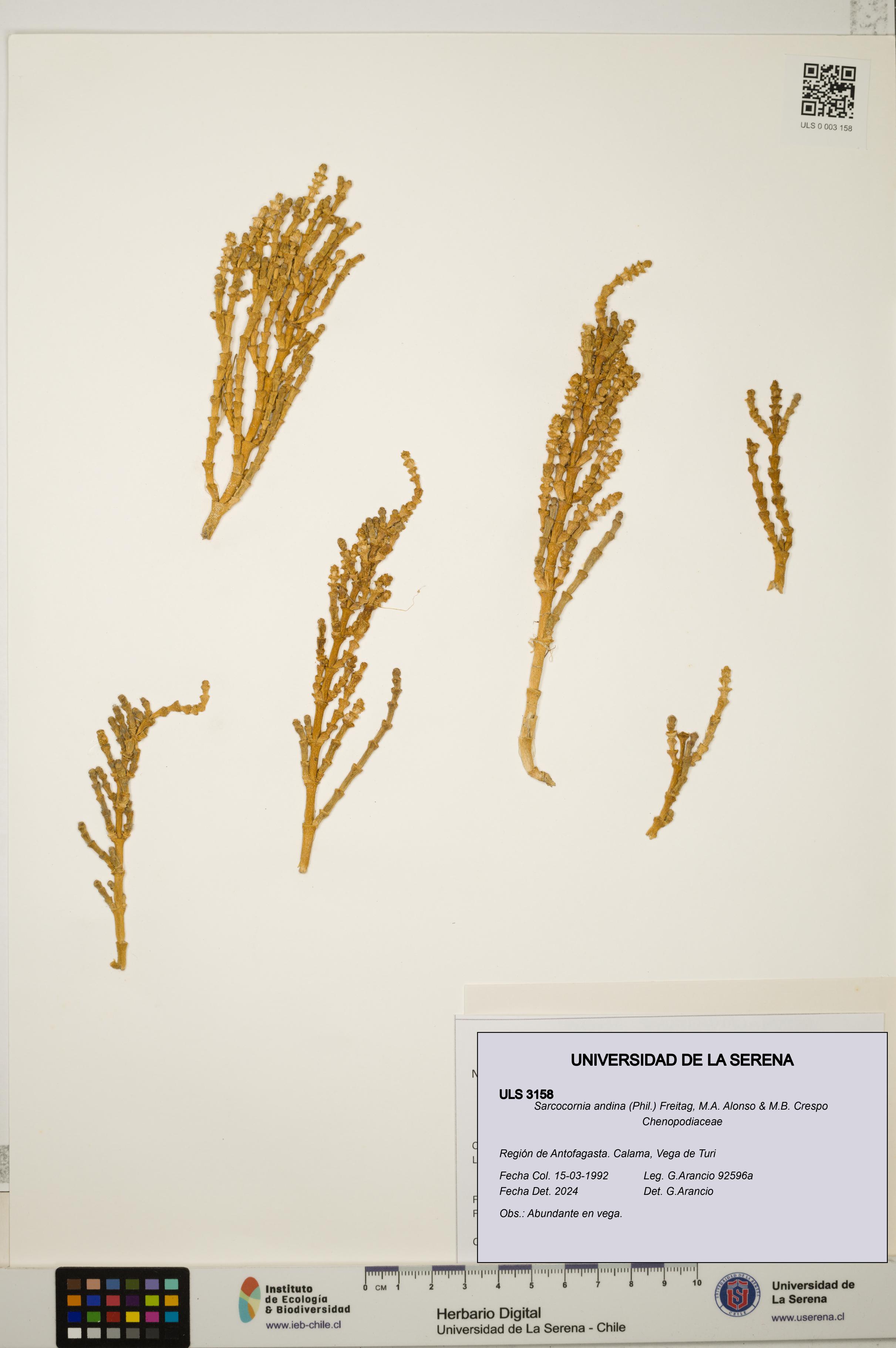 Sarcocornia andina [Espécimen: ULS:ULS:0003158]