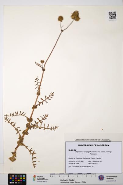 Polyachyrus poeppigii [Espécimen: ULS:ULS:0003164]