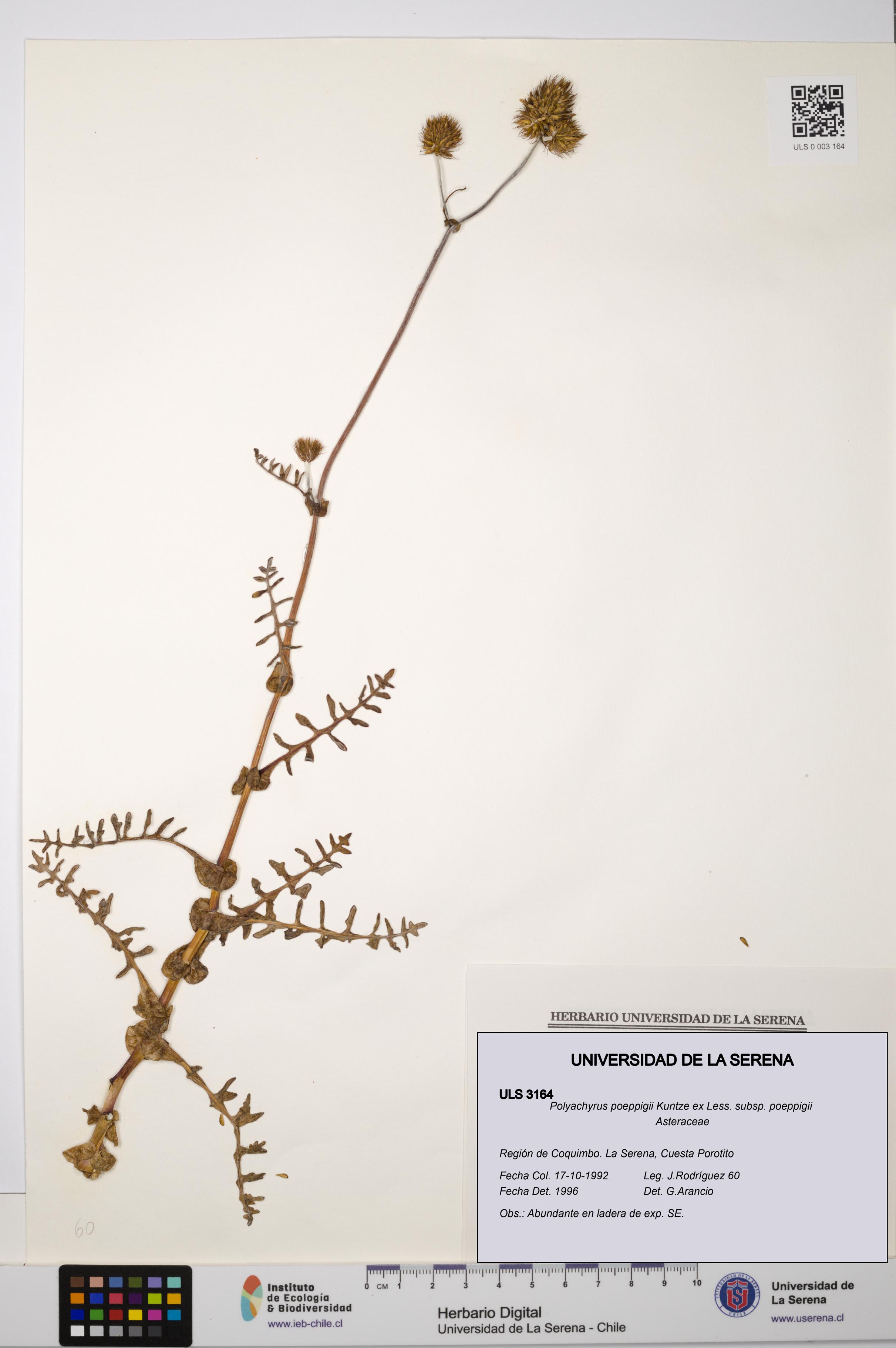 Polyachyrus poeppigii [Espécimen: ULS:ULS:0003164]