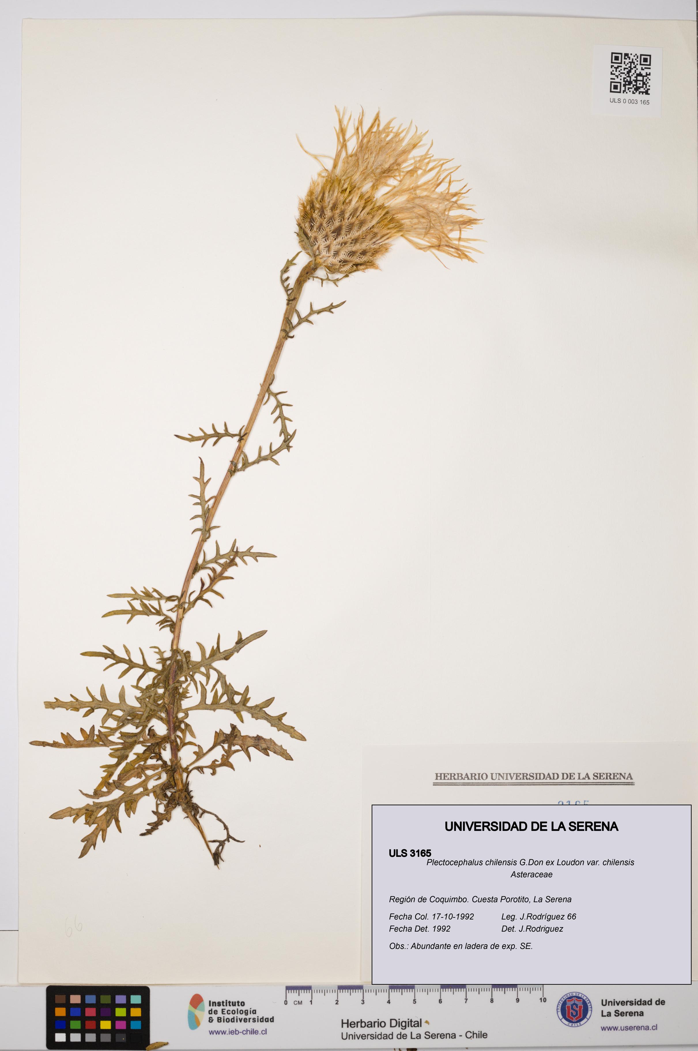 Plectocephalus chilensis var. chilensis [Espécimen: ULS:ULS:0003165]