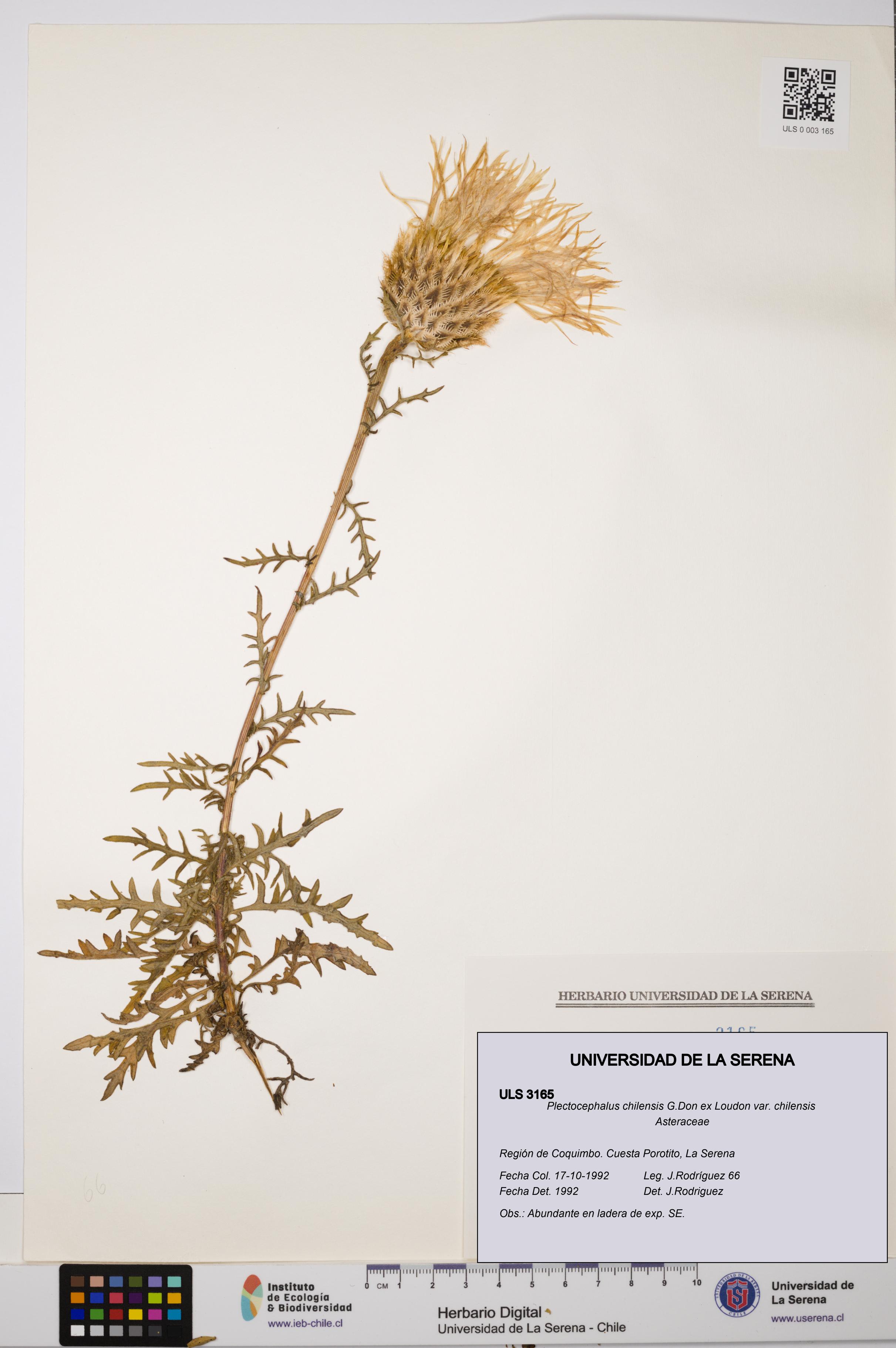 Plectocephalus chilensis var. chilensis [Espécimen: ULS:ULS:0003165]