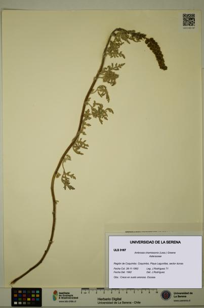 Ambrosia chamissonis [Espécimen: ULS:ULS:0003167]