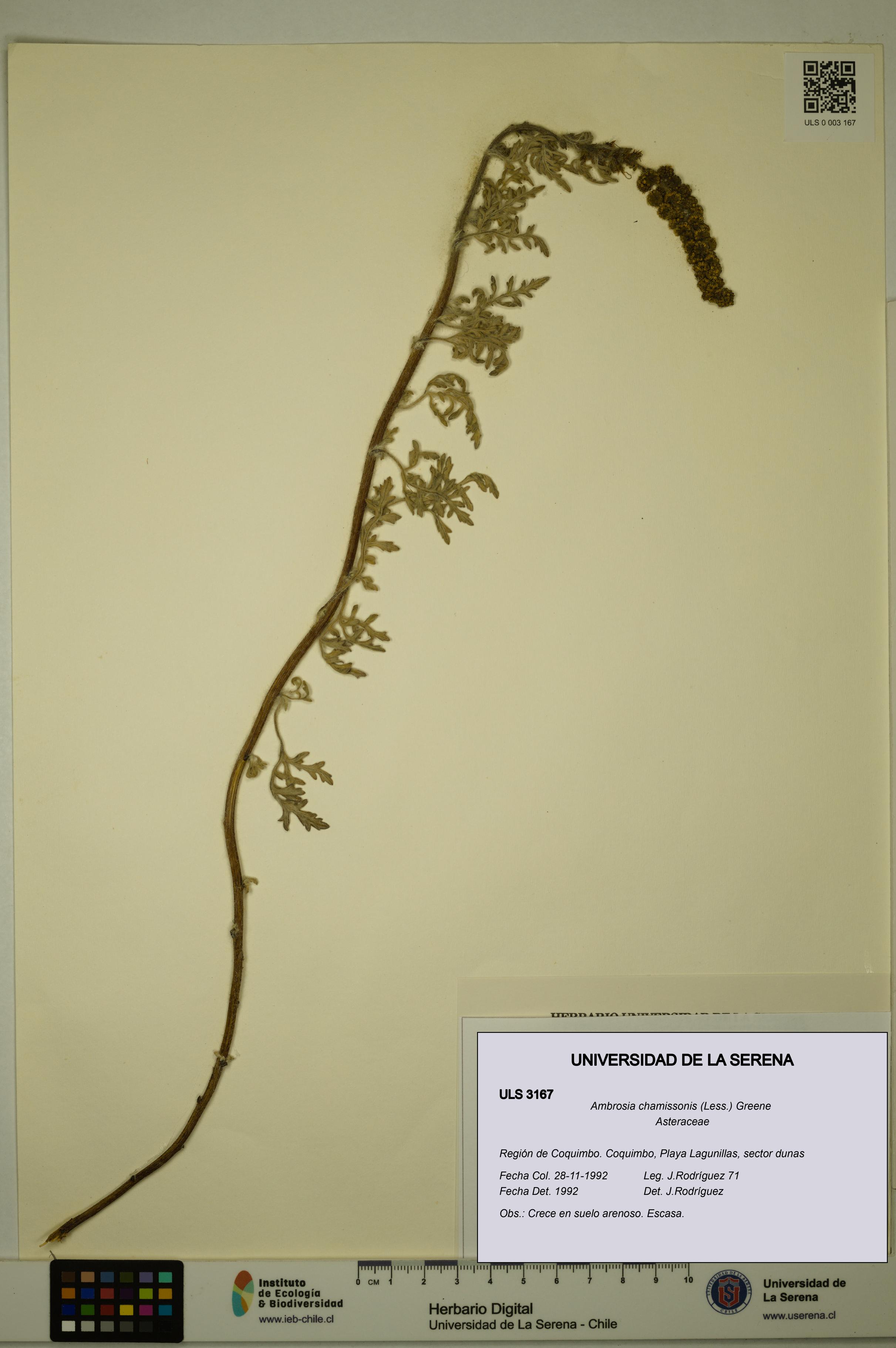 Ambrosia chamissonis [Espécimen: ULS:ULS:0003167]