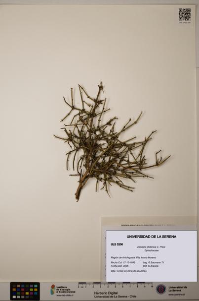 Ephedra chilensis [Espécimen: ]