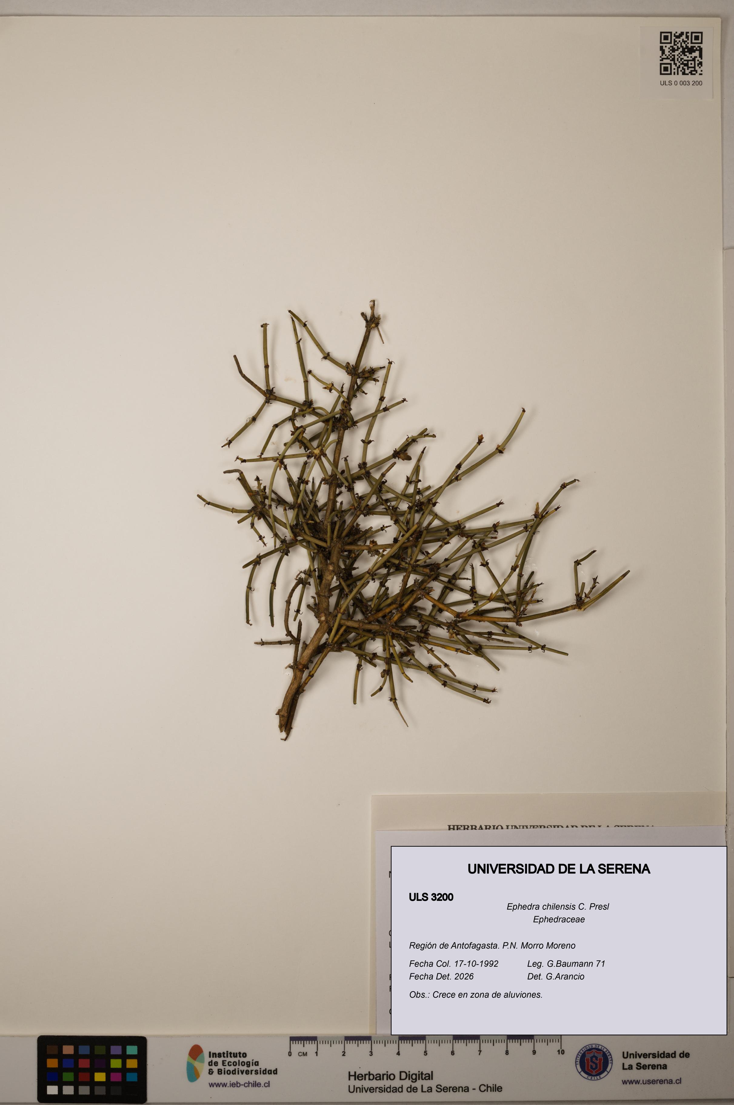 Ephedra chilensis [Espécimen: ]
