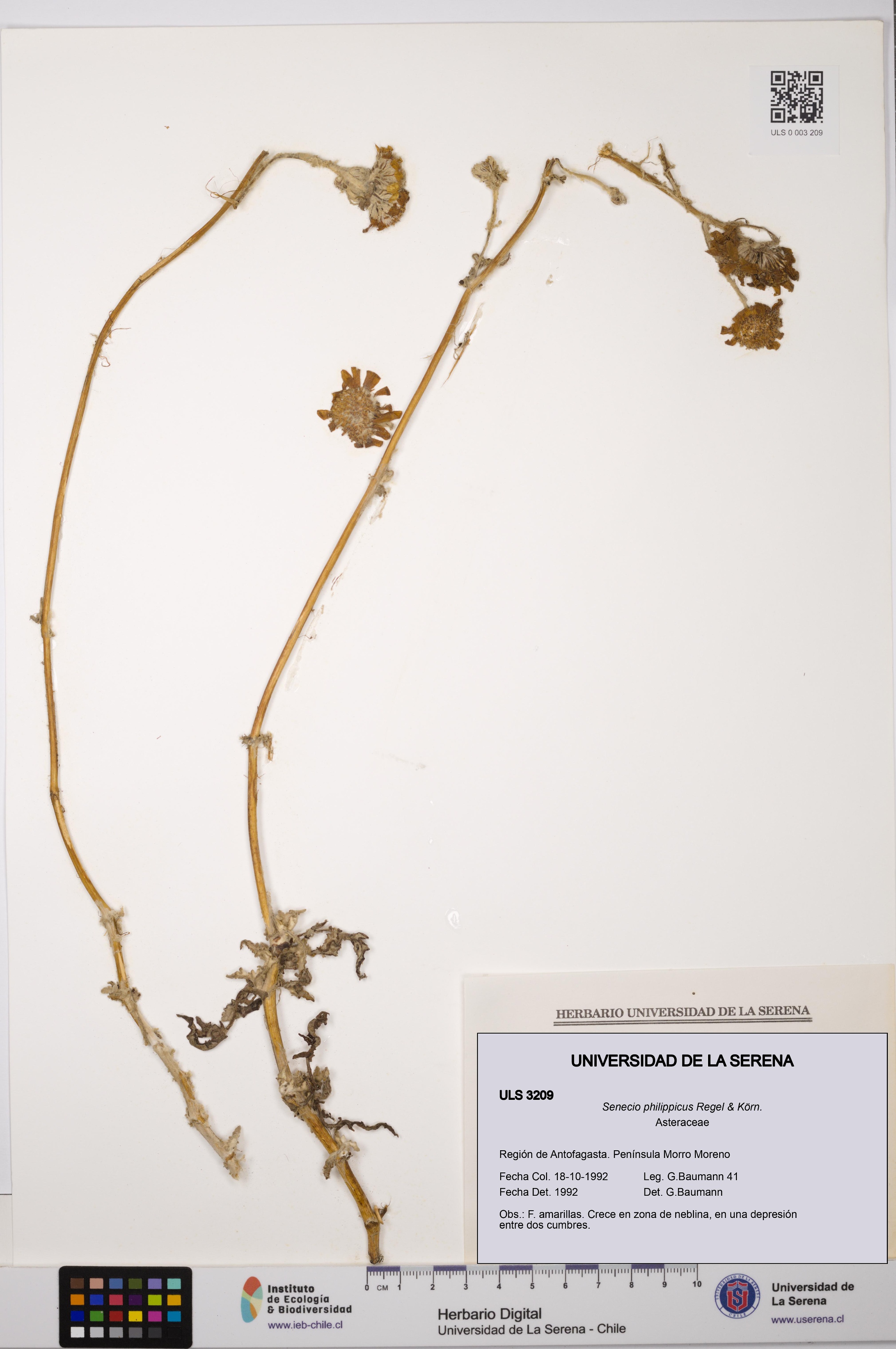 Senecio philippicus [Espécimen: ULS:ULS:0003209]