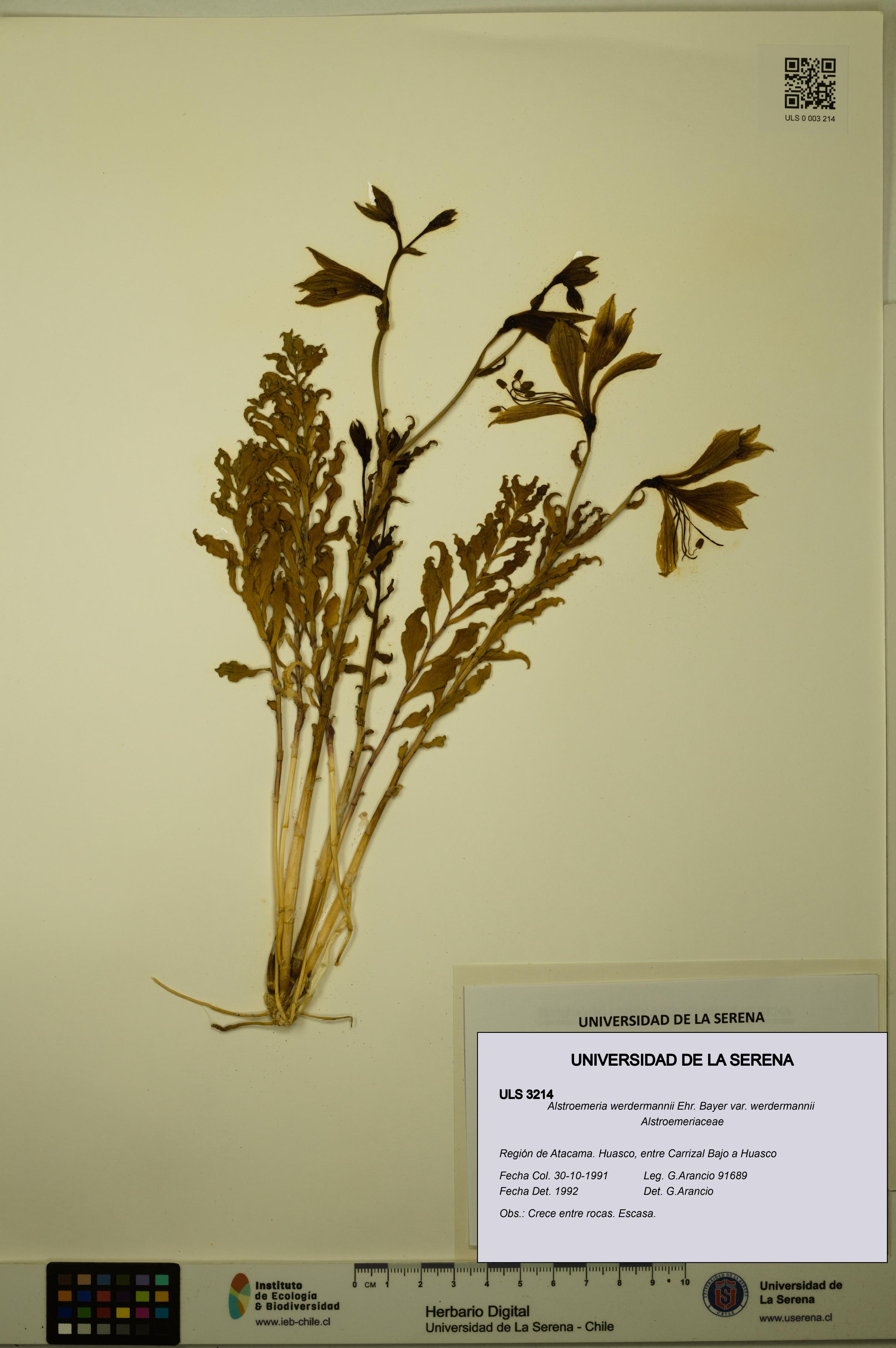 Alstroemeria werdermannii var. werdermannii [Espécimen: ULS:ULS:0003214]