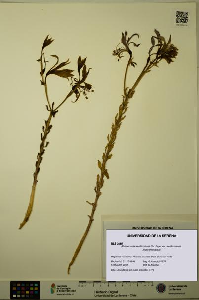 Alstroemeria werdermannii var. werdermannii [Espécimen: ULS:ULS:0003215]