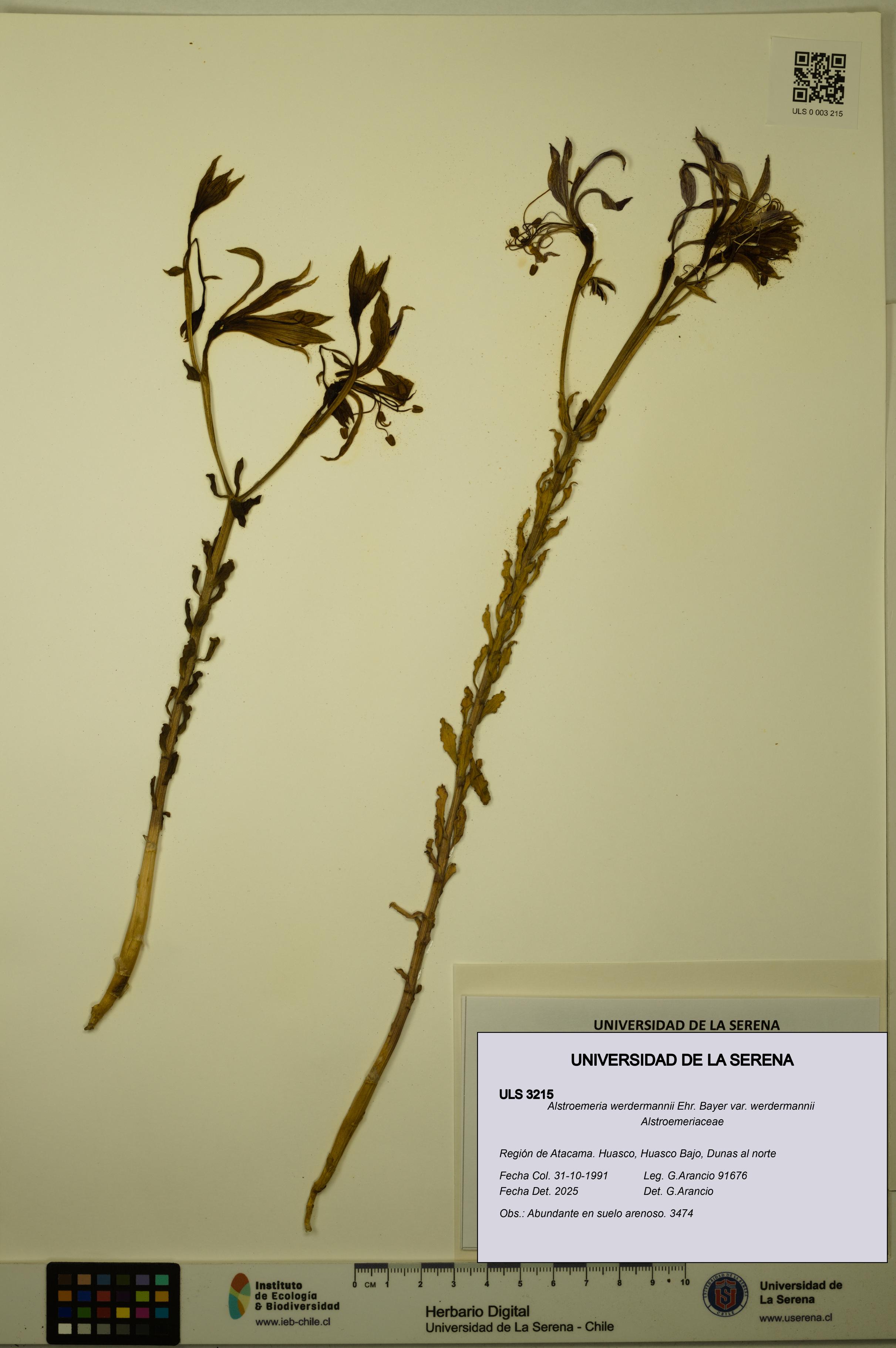 Alstroemeria werdermannii var. werdermannii [Espécimen: ULS:ULS:0003215]