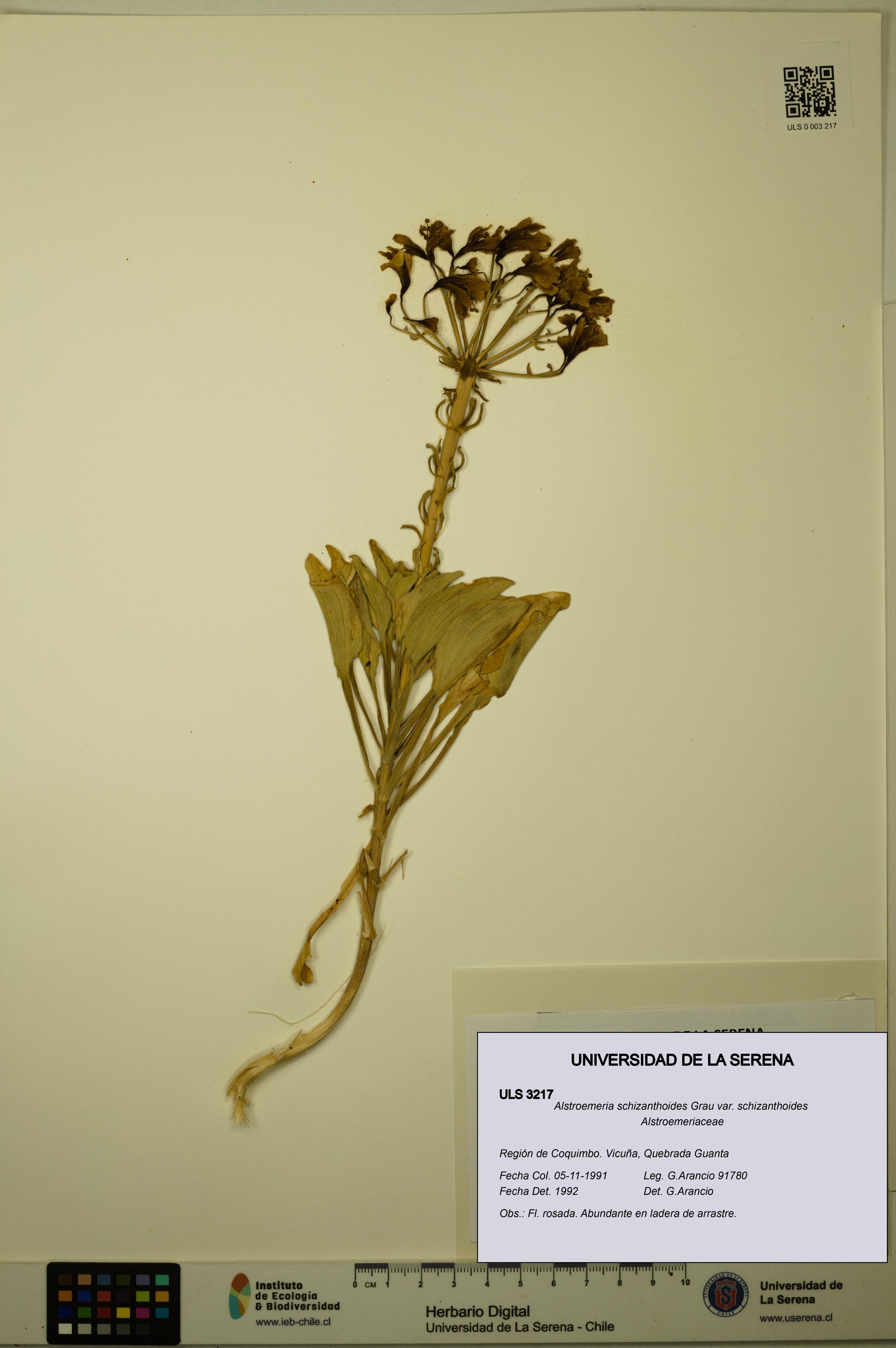 Alstroemeria schizanthoides var. schizanthoides [Espécimen: ULS:ULS:0003217]