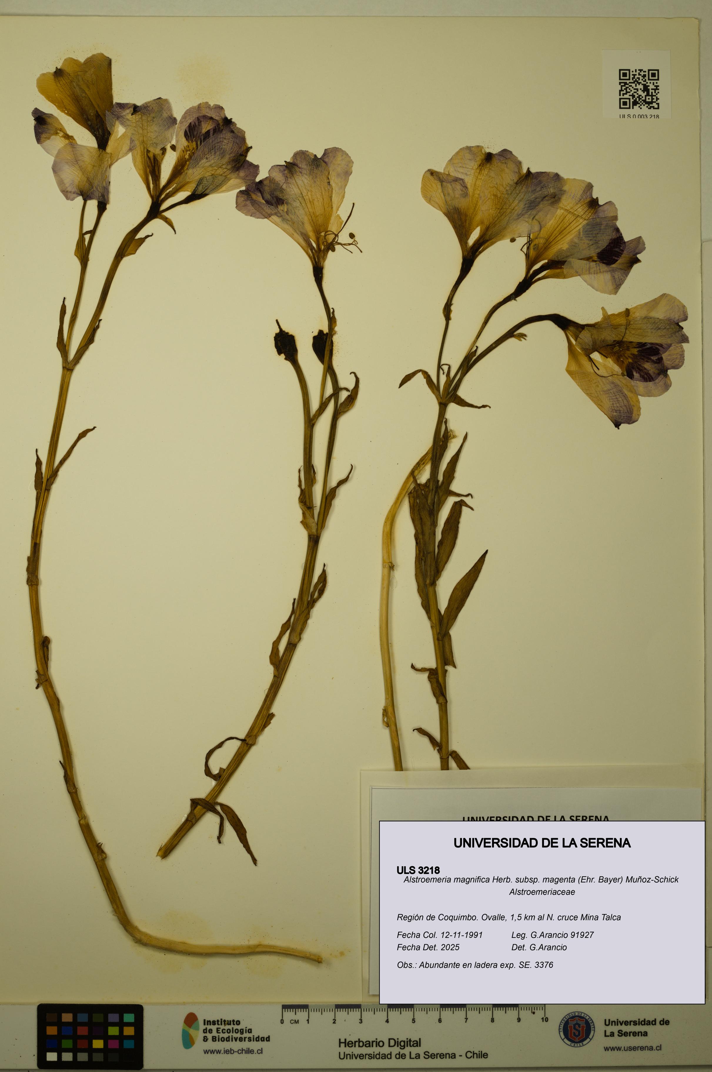 Alstroemeria magnifica subsp. magenta [Espécimen: ULS:ULS:0003218]
