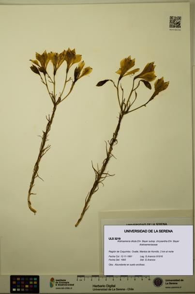 Alstroemeria diluta subsp. chrysantha [Espécimen: ULS:ULS:0003219]